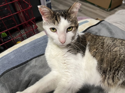 Photo 2 of Gonzo - (FIV+ in foster)