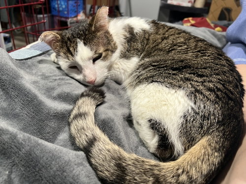 Photo 3 of Gonzo - (FIV+ in foster)