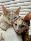 Biscuit - KITTEN in foster