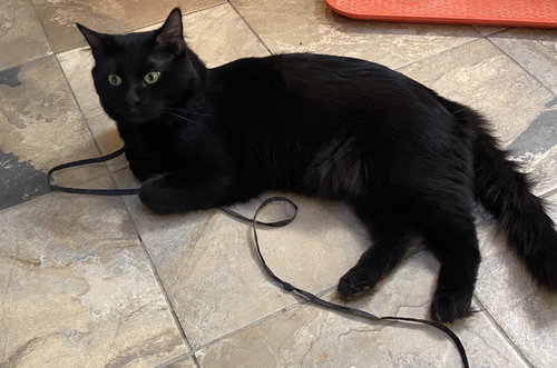 Pansa (in foster)