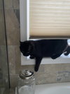 Pansa (in foster)