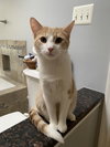 Tora (in foster)