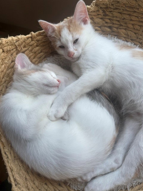 Cream Puff & Honey - KITTEN pair in foster