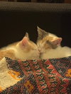 Eclair - KITTEN in foster
