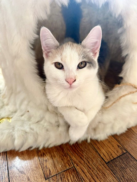 Eclair - KITTEN in foster