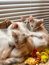 Eclair - KITTEN in foster