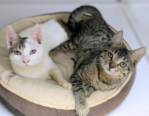 Georgia & Ringo (kittens from Roatan) (CH)