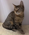 Georgia (kitten from Roatan) (CH)
