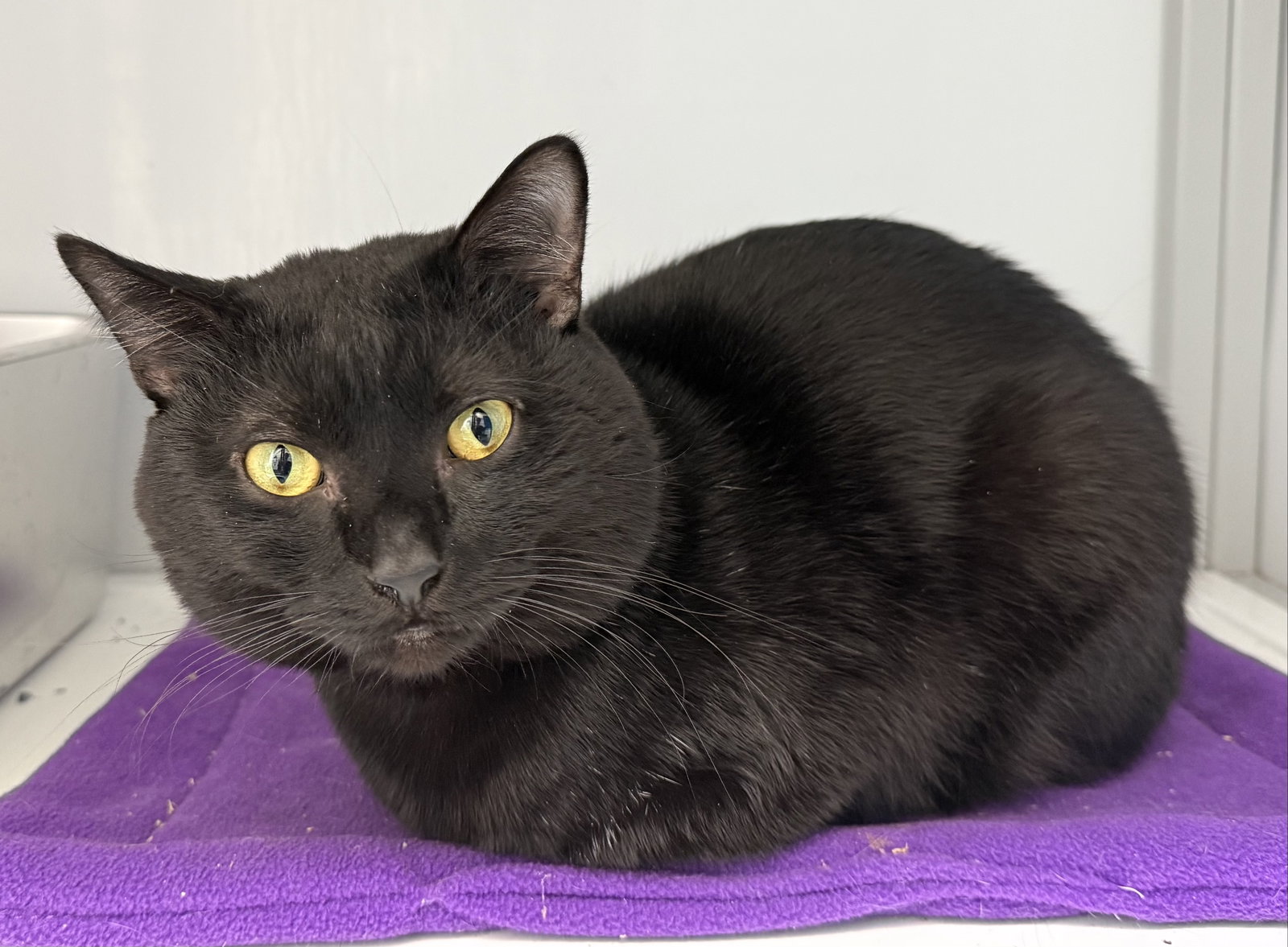 Binxy (FIV+), cat