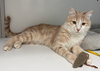 Ginger (Middle East)
