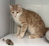 Ginger (Middle East)