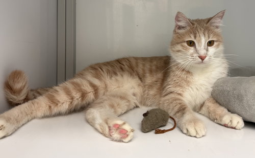 Ginger (Middle East)