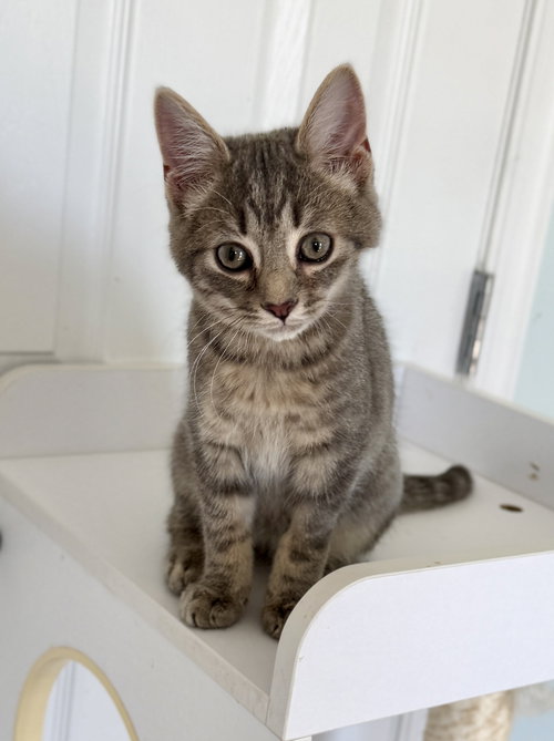 Brightheart - kitten - IN FOSTER, Young Domestic Short Hair (short coat), cat for adoption in Manassas, Virginia