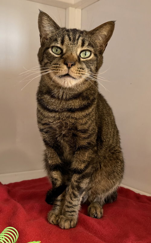 Gene (St Thomas), Tabby, cat for adoption in Manassas, Virginia