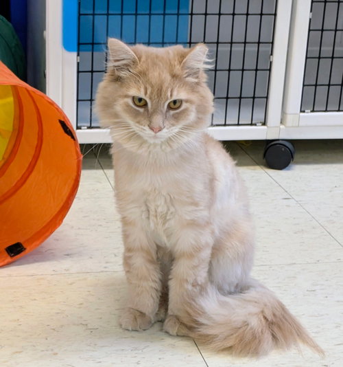 Joseph, Domestic Long Hair, cat for adoption in Manassas, Virginia