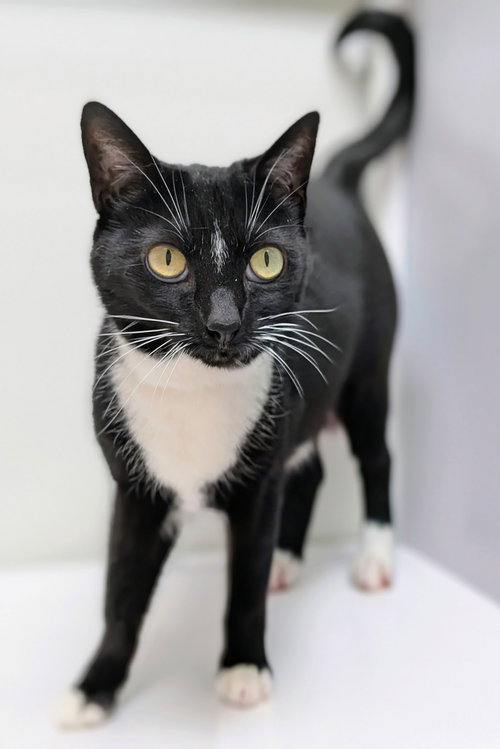 Pretty Girl, Domestic Short Hair, cat for adoption in Manassas, Virginia