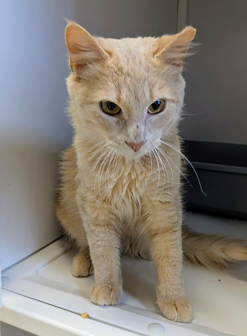 Waffles, an adoptable Domestic Short Hair in Alexandria, VA