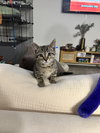 Tito - KITTEN in foster