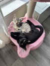 Tito - KITTEN in foster