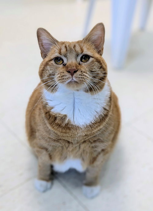 Natasha, an adoptable Domestic Short Hair in Alexandria, VA