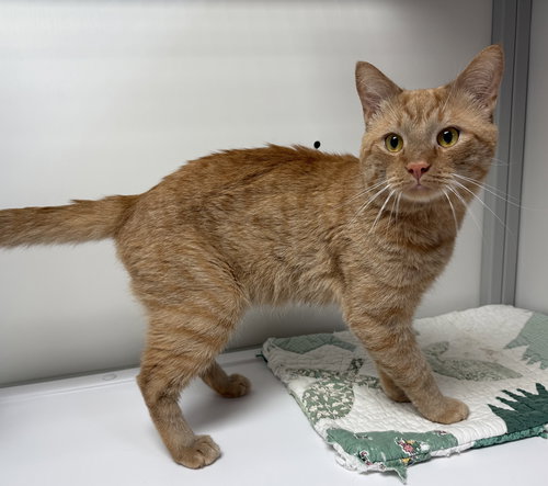 Simba, an adoptable Domestic Short Hair in Alexandria, VA