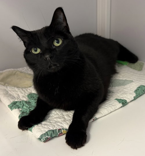 Zayan, an adoptable Domestic Short Hair in Alexandria, VA