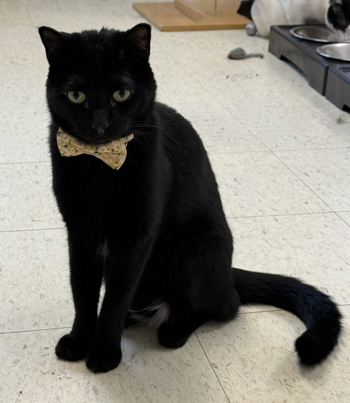 Zayan (Puerto Rico), Domestic Short Hair, cat for adoption in Bowie, Maryland
