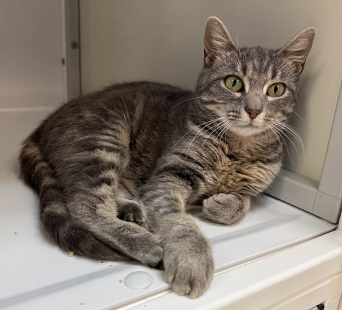 Moira Rose, an adoptable Tabby in Alexandria, VA