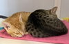 Cupid & Libby (St Thomas)(kittens)