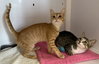Cupid & Libby (St Thomas)(kittens)
