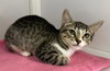 Cupid & Libby (St Thomas)(kittens)