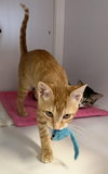 Cupid & Libby (St Thomas)(kittens)