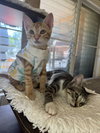 Cupid & Libby (St Thomas)(kittens)