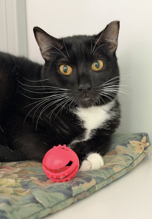 Potbelly (St Thomas), an adoptable Domestic Short Hair in Alexandria, VA