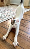Ringo (from Roatan) (IN FOSTER)