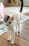 Ringo (from Roatan) (IN FOSTER)