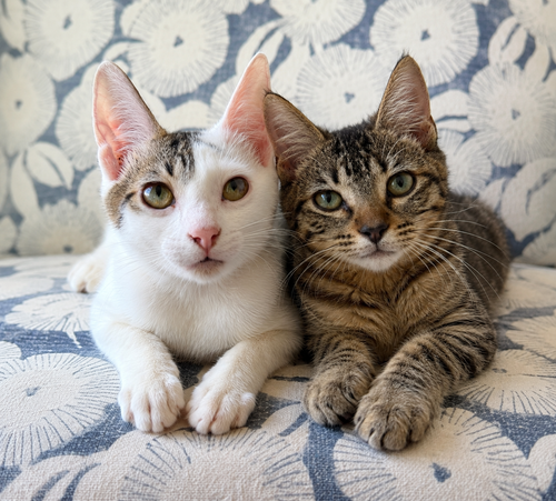 Ringo  & Georgia (siblings from Roatan)