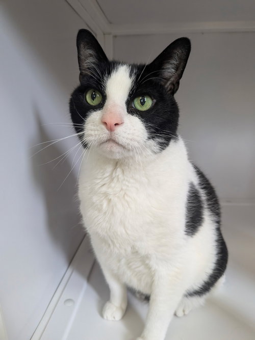 Cody (Senior), an adoptable Domestic Short Hair in Alexandria, VA
