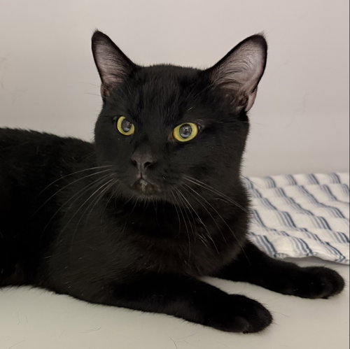 Star, Domestic Short Hair, cat for adoption in Bowie, Maryland