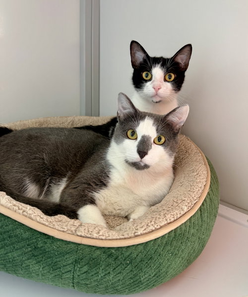 Flora & Foxie (kittens), Domestic Short Hair, cat for adoption in Bowie, Maryland