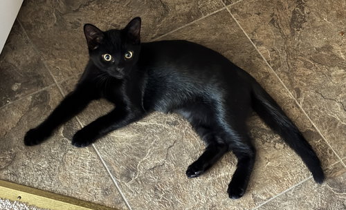 Jermaine - KITTEN in foster, Domestic Short Hair, cat for adoption in Bowie, Maryland