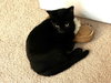 Jermaine - KITTEN in foster