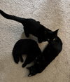 Jermaine - KITTEN in foster