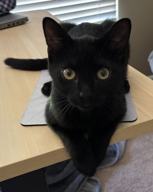 Marlon - KITTEN in foster, Domestic Short Hair, cat for adoption in Bowie, Maryland