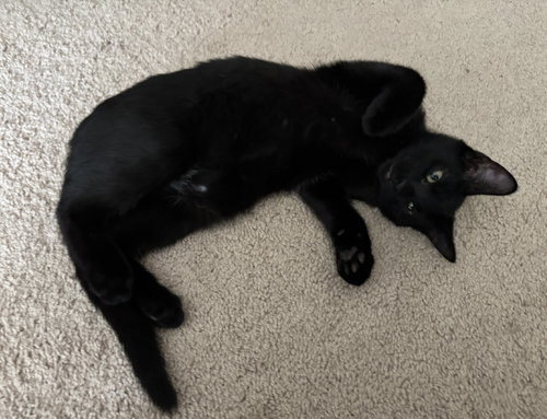 Randy - KITTEN in foster, Domestic Short Hair, cat for adoption in Bowie, Maryland