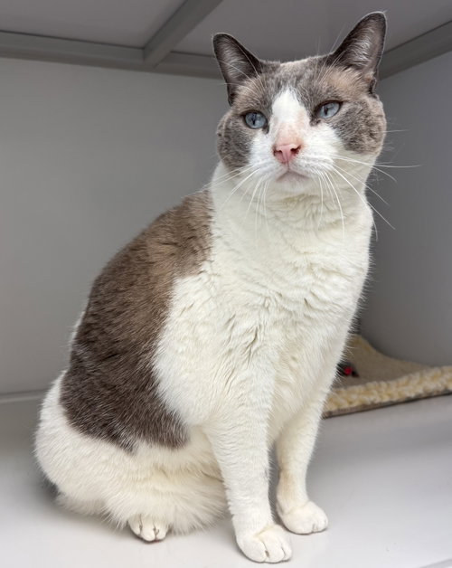 Slingshot, Domestic Short Hair, cat for adoption in Bowie, Maryland