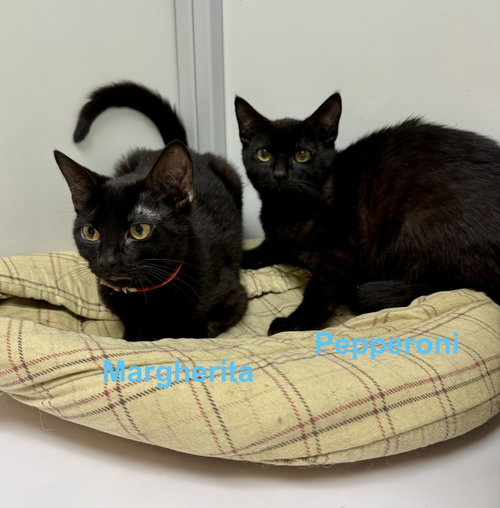 Margherita & Pepperoni (kittens)