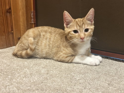 Bonsai - KITTEN in foster