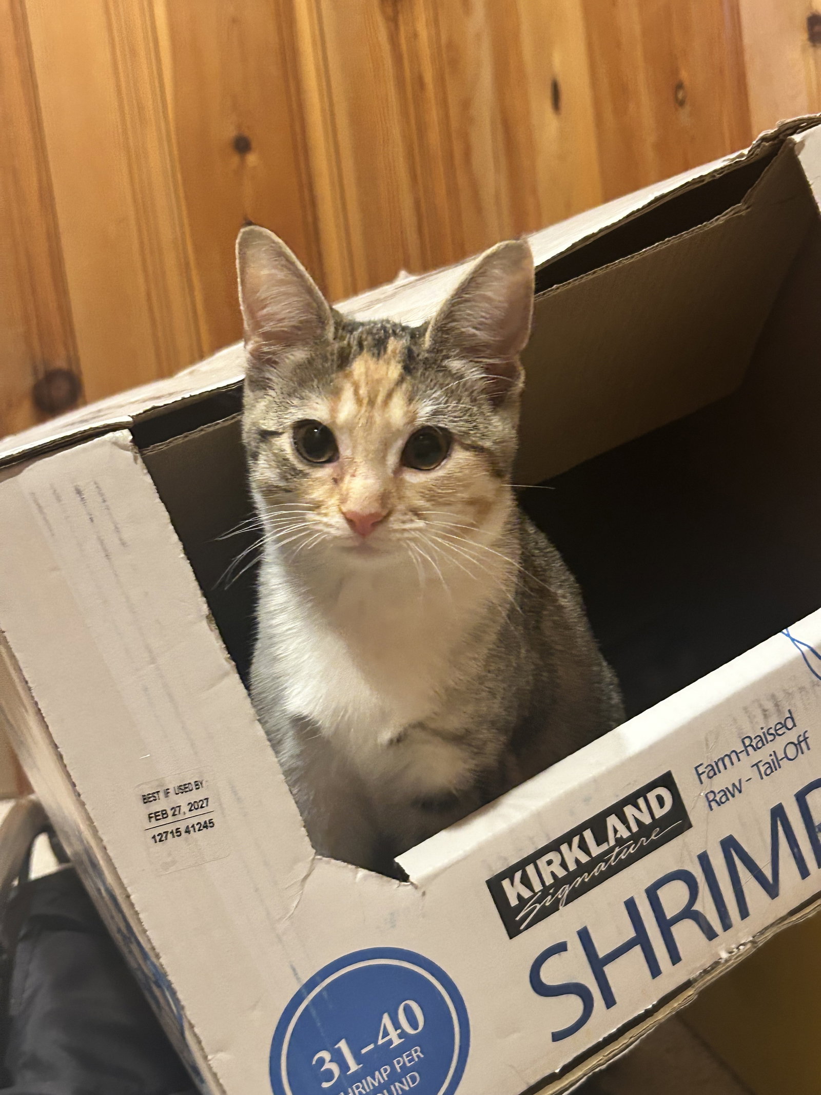 Plum - KITTEN in foster, cat
