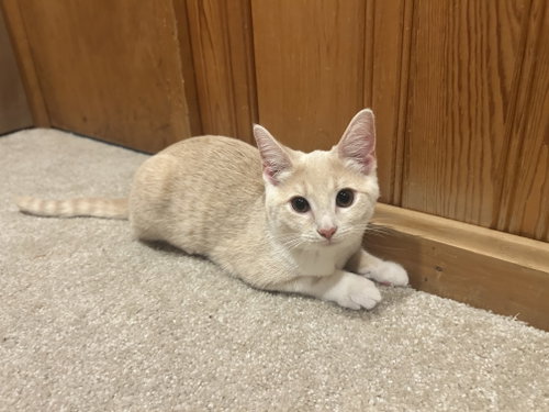 Juniper - KITTEN in foster